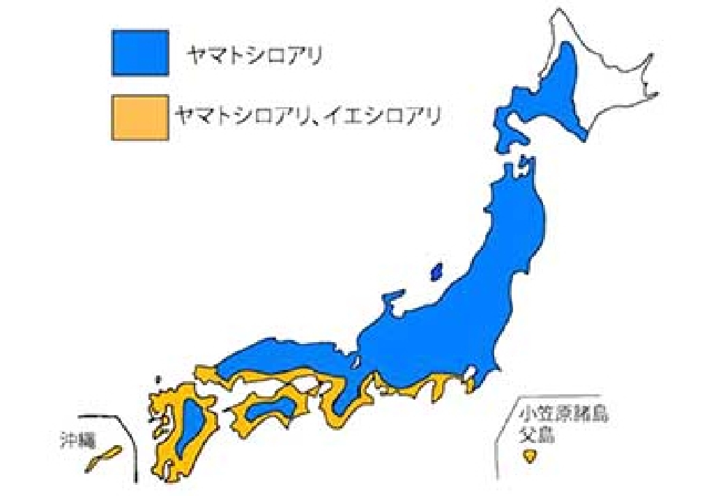 日本地図で見るシロアリの分布